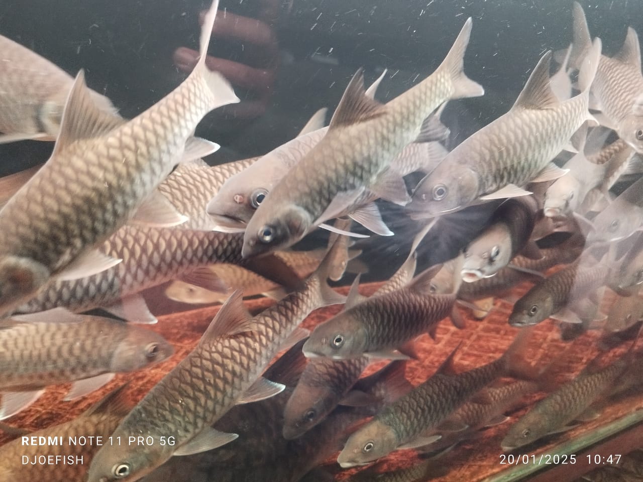 Ikan Dewa - Foto 1