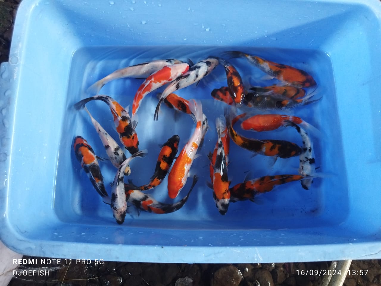 Ikan KOI
